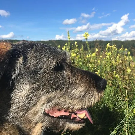 Mit Terrasse Und Garten