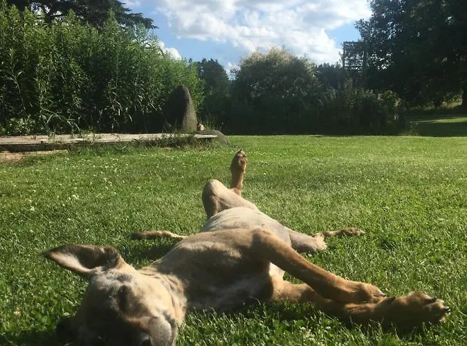 Mit Terrasse Und Garten * Ober-Lembach