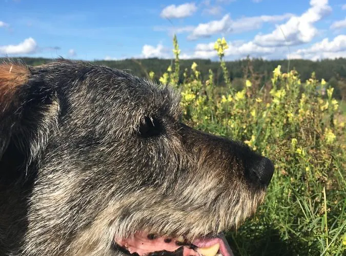 Mit Terrasse Und Garten
